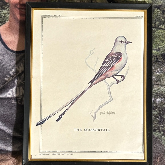 Other - Framed Scissortail Bird Print
